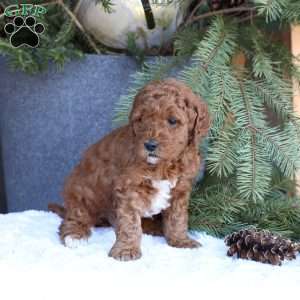 Archer, Mini Goldendoodle Puppy